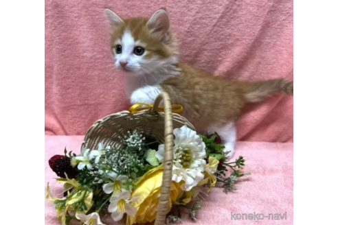 成約済の千葉県のノルウェージャンフォレストキャット-108203の4枚目
